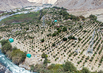 Areal med frukttrær