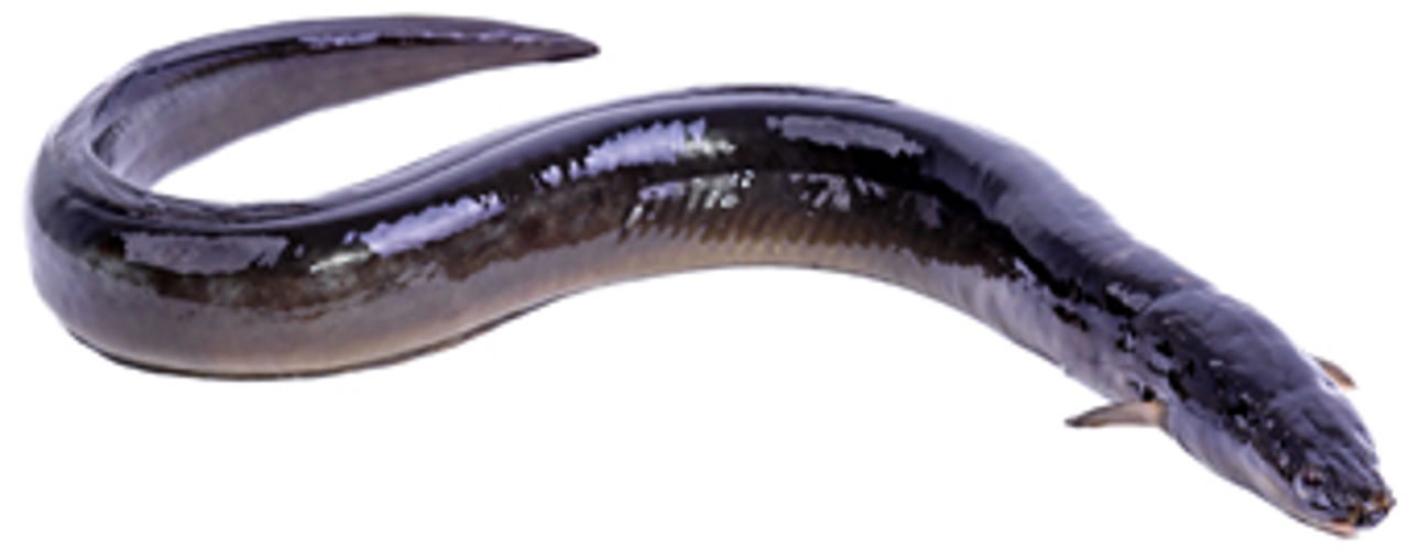 Eel